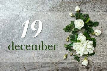 December 19th. Day 19 of month, Calendar date. Winter month, day of the year concept. Stylish roses flat lay. White roses border on pastel grey background with calendar date.