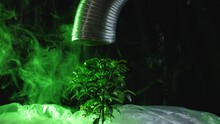 Greenhouse Effect. Global Warming. Industry Pollution. Ecology Damage. Bonsai Tree Growing Under Polyethylene Corrugated Pipe Blowing Blur Green Mist On Dark Background.
