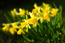 Daffodils Illuminated By Sunlight With Dark Background And Bokeh
