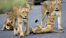 Lion Cubs And Lionesses
