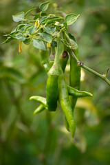 Sticker - Green chili peppers growing on tree in the garden