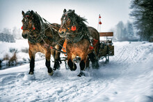 Horse Carriage With Sled While Snowy Winter