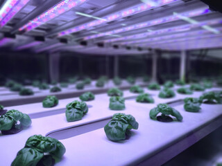 Canvas Print - Vegetables are growing in indoor farm(vertical farm).