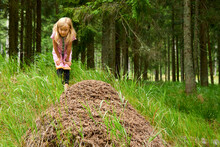 Child Blond Girl Exploring Anthill In The Woods.
