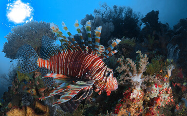 Wall Mural - Fish swimming above coral reef in Komodo