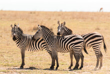 Three Zebras Standing Sideways Looking At Photographer (funny Trio)