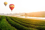 Fototapeta Tęcza - The green tea field in the morning and colorful balloons floating in the beautiful sky, natural backgrounds.