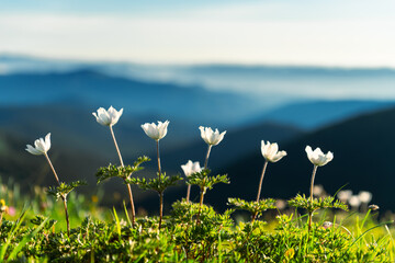 Wall Mural - Amazing landscape with magic white flowers and blue sky on summer mountains. Nature background