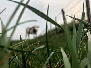 Wall Mural - The Montbeliarde cow is a breed of red pied dairy cattle