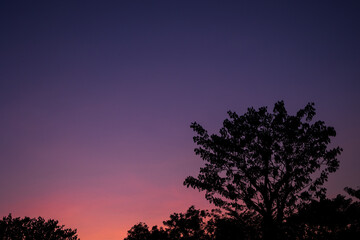 silhouette tree with colorful twilight sky