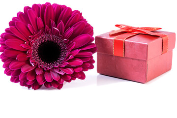 Festive composition with gerbera flower and red gift box on isolated white background.