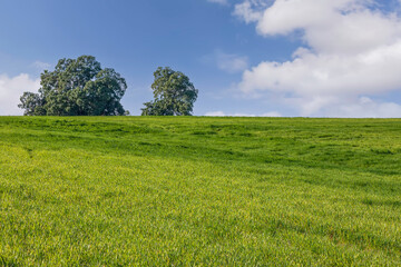 Green agricultural field with trees on the horizon against a blue sky with white clouds