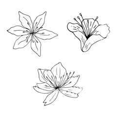 Wall Mural - Black lily isolated on a white background