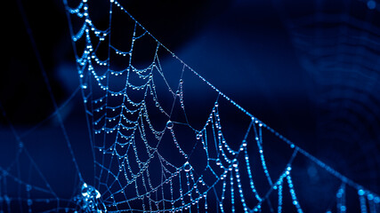 spider web with dew drops