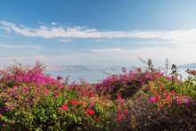 Purple And Red Bougainvillea Flowers In Garden Overlooking The Sea Of Galilee And The Golan Heights At The Church Of The Beatitudes, Mount Of Beatitudes, Sea Of Galilee Region, Israel