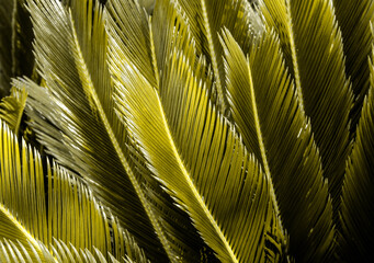 Wall Mural - Tropical tree foliage. Leaves texture for background.