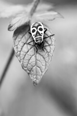 beautiful bright beetle pyrrhocoris apterus on a leaf of a plant