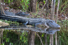 American Alligator In Everglades National Park