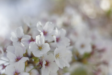 Sticker - Close-up to cherry blossom flower from Osaka Castle garden, Kansai region, Japan