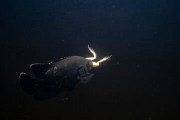 Poster - Oscar fish on dark background