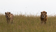 © Miguel - two male lion brothers in savannah looking out of the grass on search for prey in african wilderness (masai mara)