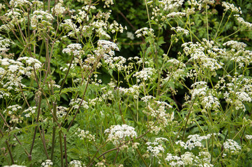 Wall Mural - Flowers in the grass