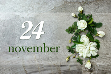 November 24th. Day 24 of month, Calendar date. Stylish roses flat lay. White roses border on pastel grey background with calendar date. Autumn month, day of the year concept.