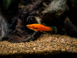 Canvas Print - Red Wagtail Platy (Xiphophorus maculatus) in a fish tank with blurred background