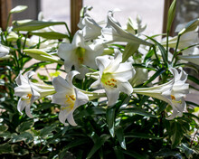 Beautiful White Lily In Garden Setting, Highlighted By Natural Sunlight. 