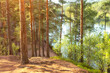 Pine forest on the shore of a forest lake at sunset. Summer landscape