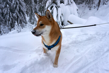 Poster - Selective focus shot of a beautiful Shiba Inu dog in the winter forest