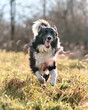 Selective focus shot of black and white border collie running on the grass