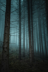 Wall Mural - Mystic moody forest view with heavy fog and dark mysterious vibes. Foggy and misty nature scenery of a pine forest. Harz National Park in Germany