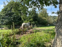 A Black And White Speckled Horse, In The Corner Of A Field Near, Otley, Yorkshire, UK