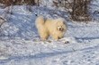 Samoyed - Samoyed beautiful breed Siberian white dog stands in the snow and has his tongue out. In the background are snow-covered trees.
