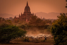 SUNSET, TEMPLES OF BAGAN, MYANMAR - 21 January 2016: Cattle Herd Return Home Across Fields In Foreground Of Historic Temples.