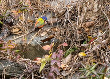 A Painted Bunting Has Made A Rare Appearance At Great Falls Park In Maryland, Attracting Thousands Of Visitors