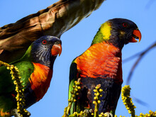 Low Angle Shot Of Rainbow Lorikeet Parrots O