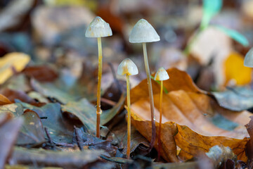 Sticker - Selective focus shot of small wild mushrooms growing in a forest