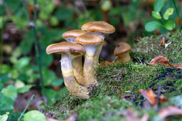 Sticker - Selective focus shot of small wild mushrooms growing in a forest