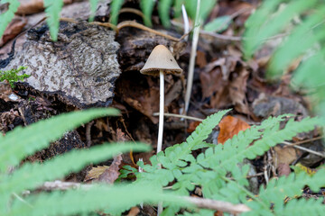 Canvas Print - Selective focus shot of a small wild mushroom growing in a forest