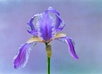 Bearded iris flower against texture background