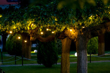 Illumination Garden Light With Electric Garland Of Warm Light Bulbs On Tree Branches, Dark Illuminate Evening Scene Of Outdoors Park Nobody.