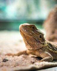 Sticker - Close up shot of a small agama lizard in a terrarium on a blurry background