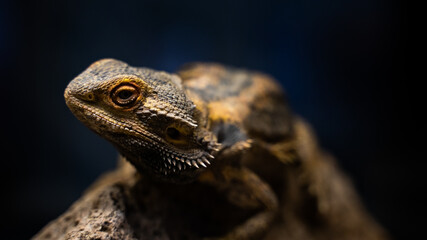 Canvas Print - Close up shot of a small agama lizard in a terrarium on a blurry background