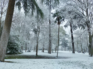 Poster - Panoramic shot of a mesmerizing forest with snow-covered trees in a daytime