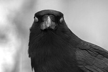 Greyscale Shot Of A Crow Staring