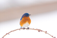 Eastern Bluebird Perched On Bare Cherry Tree Branch In Winter