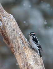 A Male Downy Woodpecker Looks For A Meal.