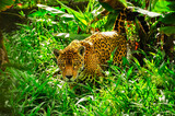 A jaguar in the grass